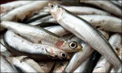 Au début des années 2000, les anchois ont frôlé la disparition. Depuis, certains pays appartenant à l'UE ont souhaité maintenir une interdition de les pêcher déjà en vigueur entre 2005 et 2010. Quel autre terme désigne aussi les anchois ?