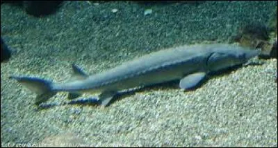 L'esturgeon est tout aussi apte à disparaître que les anchois, cités précédemment. Sa croissante, très lente, et sa maturité, qui arrive tardivement, peuvent être la cause de son éventuelle disparition future, qui pourrait être reprochée à la pêche, mais aussi à la pollution. Laquelle de ces affirmations se révèle vraie sur ce poisson ?