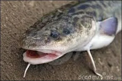 La lotte se retrouve dans les lacs et dans les rivières. Ce poisson est en voie de disparition, malgré une interprétation trop hâtive des années 60 qui considérait la lotte comme une espèce « nuisible, envahissante ». De quelle couleur la lotte est-elle, bien souvent ?