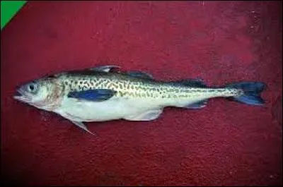 À l'origine, le Colin d'Alaska est un poisson comme les autres, qui se reproduit à une vitesse raisonnable. Mais actuellement, il s'agit du second poisson le plus pêché dans le monde. Il risque donc de disparaître, même si sa disparition aurait tendance à survenir dans plusieurs siècles. Où ne peut-on pas trouver le Colin d'Alaska ?