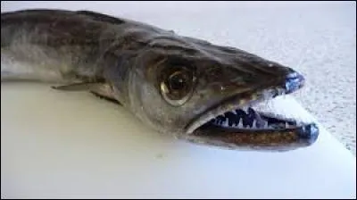 Le merlu commun n'est pas à proprement parler en voie de disparition. Il est plutôt dangereux pour l'homme de le consommer, car le merlu commun contient beaucoup de mercure. Ce mercure est entre autres acquis lors de l'absorption de vertébrés. Les femelles arrivent à se décontaminer. Comment ?