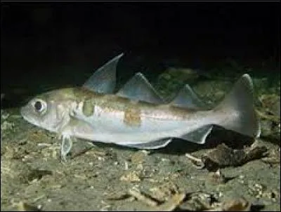 Sans être en danger critique d'extinction, l'aiglefin ne se porte pas très bien. Ce poisson possède trois nageoires dorsales. Sa nageoire pectorale se trouve surmontée d'une tache. Dans quel océan le trouverez-vous ?