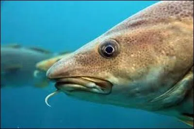 Le cabillaud a longtemps été méprisé, mais ce n'est plus le cas. C'est la pêche qui est en train de le faire disparaître. Quel autre nom commun désigne également le cabillaud ?