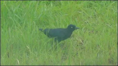 Un seul oiseau en cage ...
