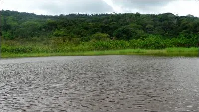 C'est en penchant l'oreille tout près des mousses ...