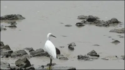 Quand l'homme aura coupé le dernier arbre, pollué la dernière rivière, tué le dernier animal et pêché le dernier poisson, ...