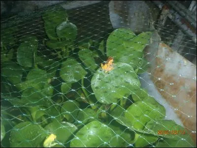 La nature fait les hommes semblables, ...