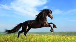 Quiz Chevaux