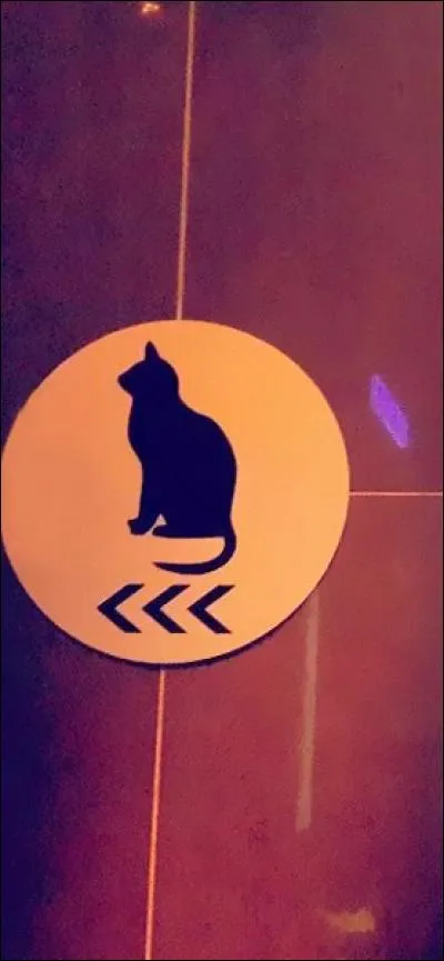 Selon toute logique, quel animal braillard devrait-on trouver face à cette chatte ?