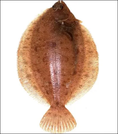 Armoire gasconne des XVIe et XVIIe siècles.