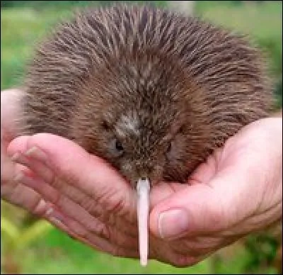 Quel fruit cette photo vous évoque-t-elle ?