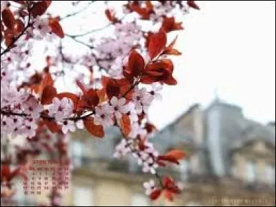 Lequel de ces pseudos correspondait à « Jane la Folle » ?