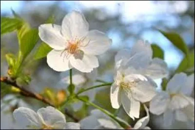 Où Nicole Avril a-t-elle trouvé la vie ?