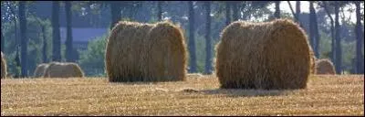 À quel sport Denis Avril s'est-il prêté ?