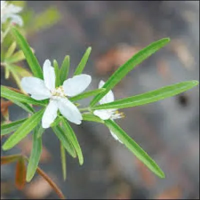 Le premier avril, quel animal en papier les enfants collent-ils dans les dos des autres ?