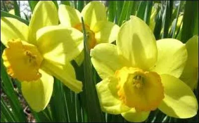 Quel fut le métier de Pierre Avril ?