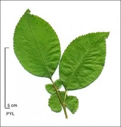 Lequel est mon arbre ?