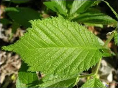 Lequel est mon arbre ?