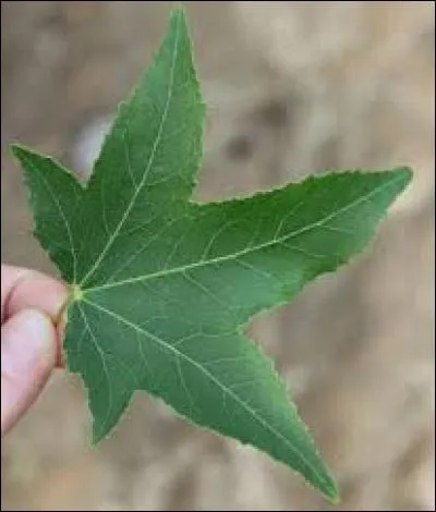 Lequel est mon arbre ?