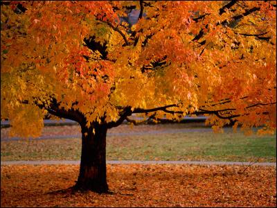 Pourquoi les feuilles changent-elles de couleur à l'automne ?