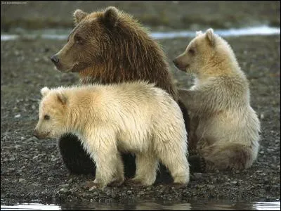 L'ours polaire brun existe-t-il ?