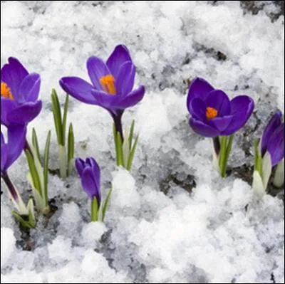 Les crocus qui poussent en montagne à la fonte des neiges, nommés crocus vernus, produisent l'épice rare appelée safran :