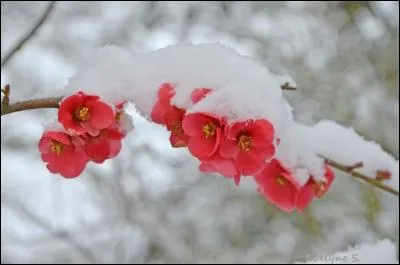 A quel arbuste appartiennent ces fleurs ?