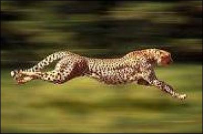 La vitesse maxi du guépard est :