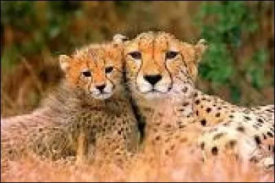 Combien existe-t-il de sortes de guépards ?