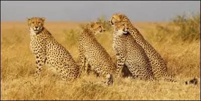 Combien reste-t-il de guépards dans le monde ?