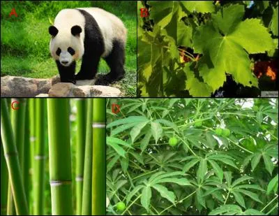 L'illustration nomm&eacute;e &laquo; A &raquo; est en lien &eacute;troit avec l'illustration repr&eacute;sent&eacute;e en : (indice : Nourriture)