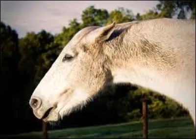 Quel est le comportement de ce cheval ?