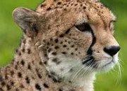 Quiz Vrai ou faux (8) - Le gupard