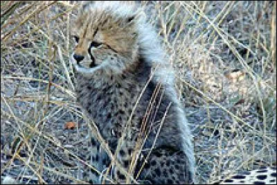 Son corps ressemble à celui d'un lévrier.