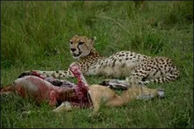 Les griffes du guépard sont rétractiles.