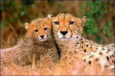 Dans la nature, un guépard vit en moyenne durant 13 ans.