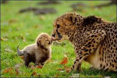 Leur maturité sexuelle est atteinte vers l'âge de 15 mois.