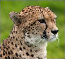 Quiz Guepard