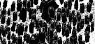 Comment s'appellent ses 100 marionnettes ?