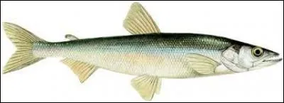 Ce poisson mesure entre 7 et 15 cm, il se nourrit de petits crustacés. Qui est-il ?