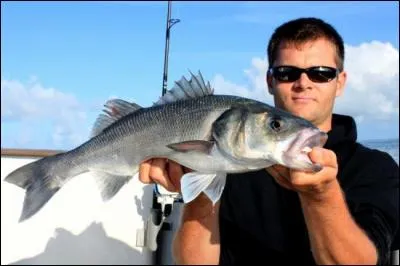 Trouvez le nom de ce poisson !