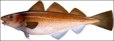 Lequel de ces noms ne convient pas à ce poisson ?