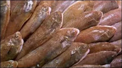 Reconnaissez-vous ce poisson plat ?