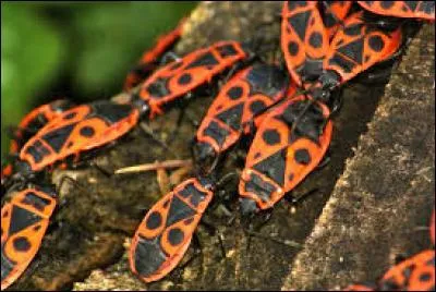 Quel est l'autre nom du cherche-midi ?