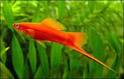 Quel est ce poisson ? (Une ou plusieurs réponses)