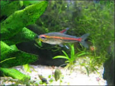 Quel est ce poisson ? (Une ou plusieurs réponses)