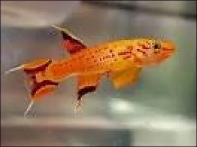 Quel est ce poisson ? (Une ou plusieurs réponses)