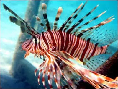 Quel est ce poisson ? (Une ou plusieurs réponses)