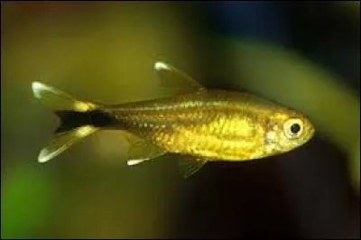 Quel est ce poisson ? (Une ou plusieurs réponses)