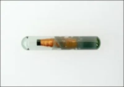 Quelle est la taille d'une puce ?